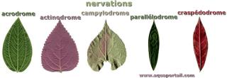 5 types de nervations de feuilles : acrodrome, actinodrome, campylodrome, paralllodrome, craspdodrome