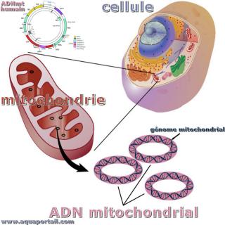 mot en A : ADN mitochondrial