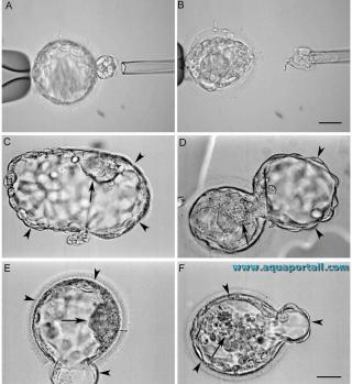 Blastocystes humains en dveloppement aprs une fcondation in vitro