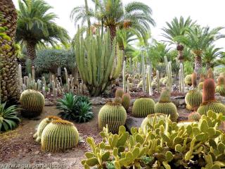 Cactus et palmiers xrophytes