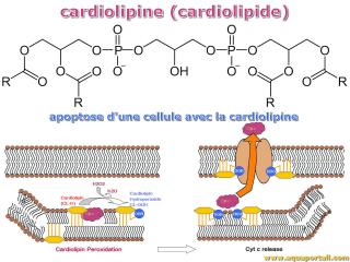 cardiolipine