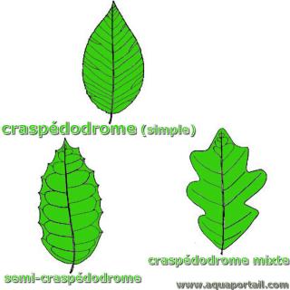 craspdodrome