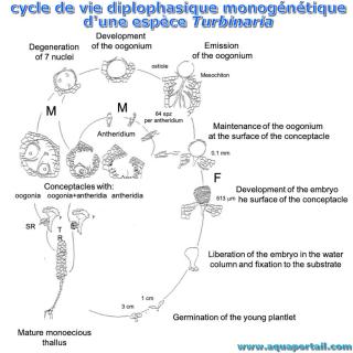 Cycle de vie diplophasique monogntique des espces de Turbinaria