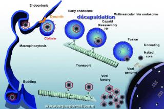 Dcapsidation virale