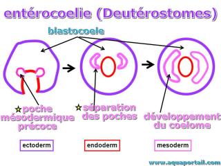 Entrocoelie des Deutrostomes