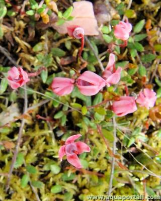 Fleurs quadriptales de la canneberge Vaccinium microcarpum