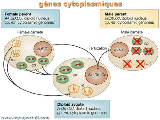 Hrdit des gnes cytoplasmiques et nuclaires