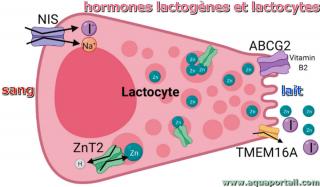 hormone lactogne