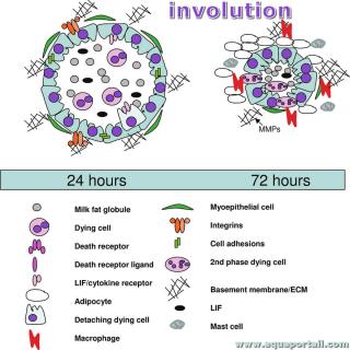 involution