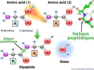 Liaison peptidique par dshydratation
