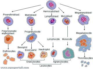 Ligne des cellules produites par des hmocytoblastes