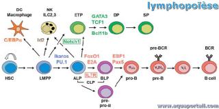 Lymphopose : schma