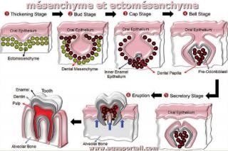 Ectomsenchyme du dveloppement d'une dent