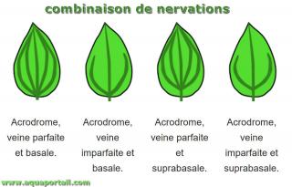 Nervations basale, suprabasale, parfaite, imparfaite