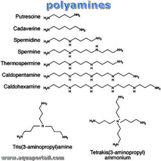 Liste des polyamines avec noms et structures