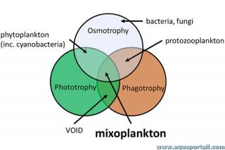 osmotrophie