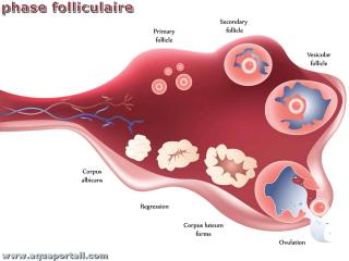 Phase folliculaire : tapes du droulement de cration des follicules ovariens