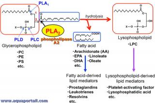 Raction phospholipase A2 (PLA2)