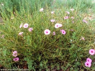 Plante leptophylle : Ipomoea leptophylla