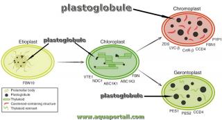 plastoglobule