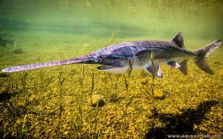 Poisson-spatule polyodonte : Polyodon spathula