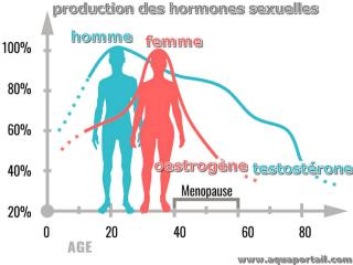 Production des hormones sexuelles chez l'homme et la femme