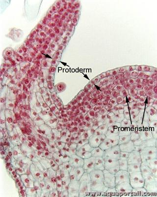 promristme