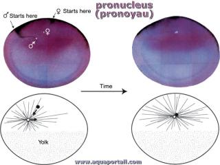 pronuclus