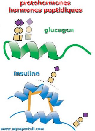 Deux protohormones (hormones peptidiques) avec le glucagon et l'insuline