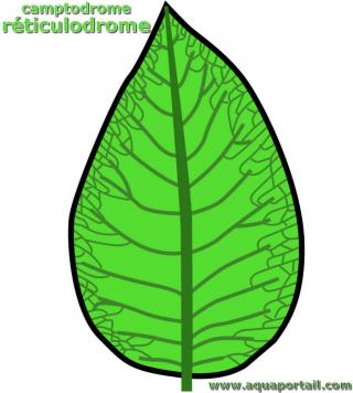 rticulodrome