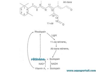 rtinne