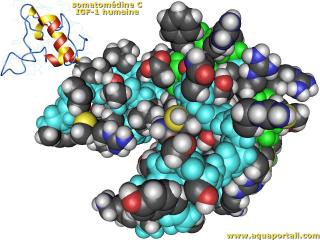 somatomdine