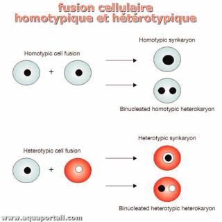 Syncaryons et des htrocaryons lors de fusions cellulaires