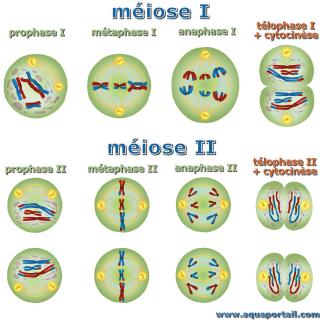 Les deux tlophases des mioses I et II