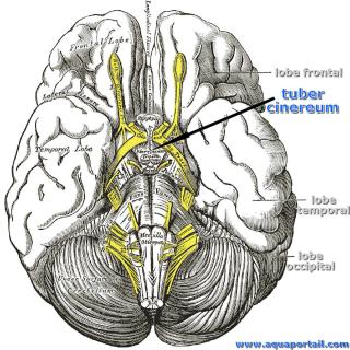 tuber cinereum