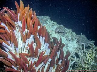 Vers tubicoles lithotrophes Riftia pachyptila