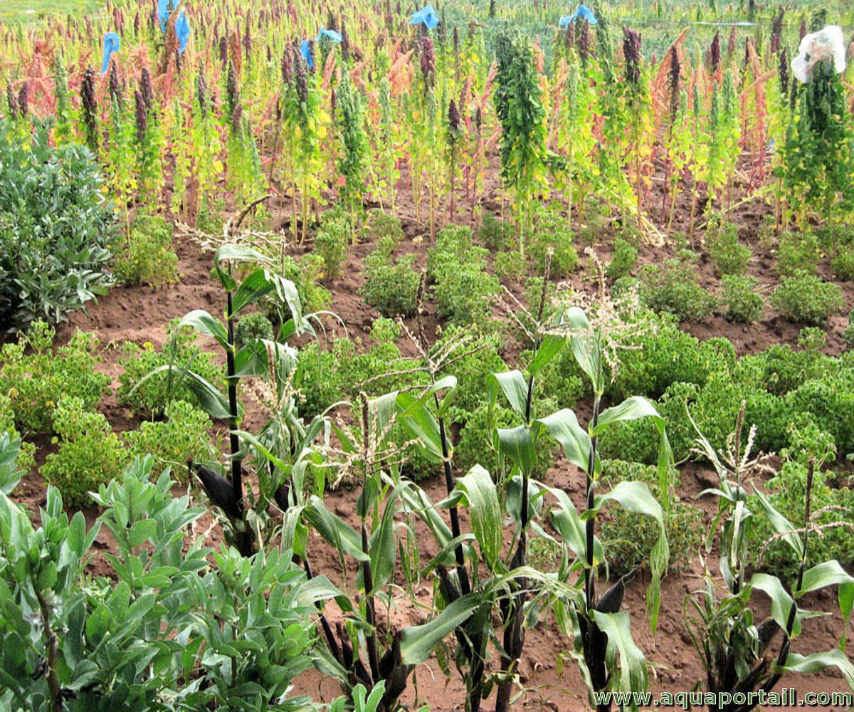 Biodiversite Agricole Definition Et Explications