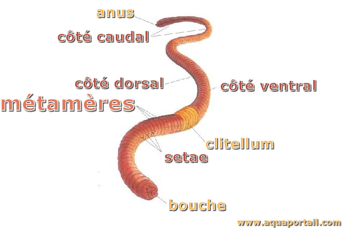 Ver de terre : définition et explications