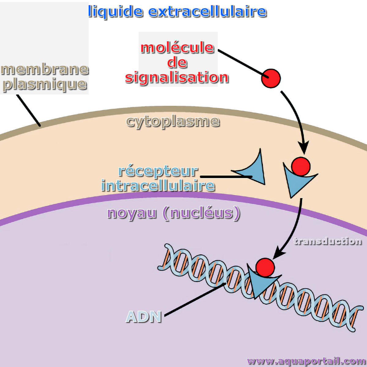 11.3 Signaux transmis par des récepteurs intracellulaires [11. Introduction  à la signalisation cellulaire [biologie cellulaire]]