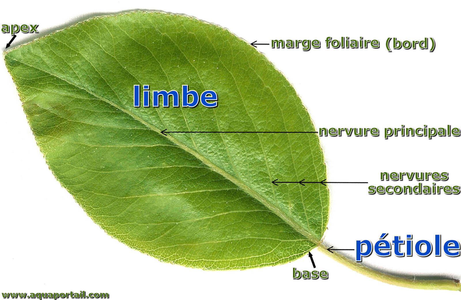 Poids D Une Feuille Comment Calculer Le Poids De 4 Feuilles A4 Poids D Une Feuille Comment Calculer Le Poids De 4 Feuilles A4