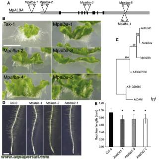 Rhizodes et protines ALBA