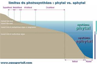 mot en A : aphytal