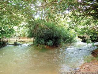 Biotope type de Parosphromenus kishii  Kalimantan Tengah, Indonsie