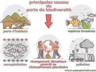 Principales causes de perte de biodiversit