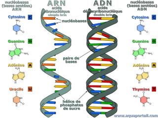Comparaison ARN et ADN, y compris pour les nuclobases