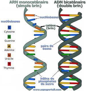 Comparaison entre ARN monocatnaire (simple brin) et ADN bicatnaire (double brin)