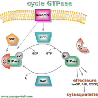 Cycle GTPase