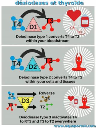 Action des 3 types de dsiodases en relation avec la thyrode