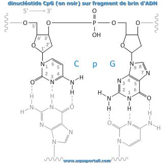 Reprsentation schmatique du dinuclotide CpG sur un fragment de brin d'ADN