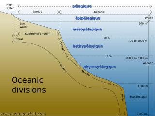 Divisions ocaniques avec zones plagiques